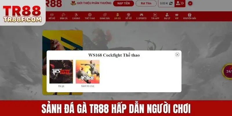 Sảnh đá gà TR88 hấp dẫn người chơi