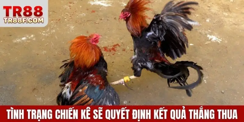 Tình trạng chiến kê sẽ quyết định kết quả thắng thua